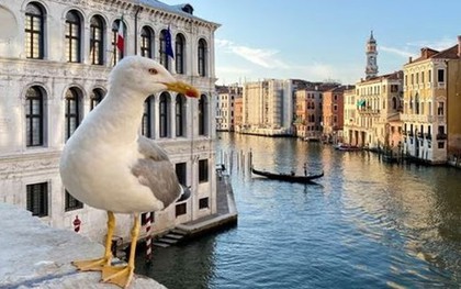 Chim hải âu giật đồ ăn, tấn công du khách ở Venice