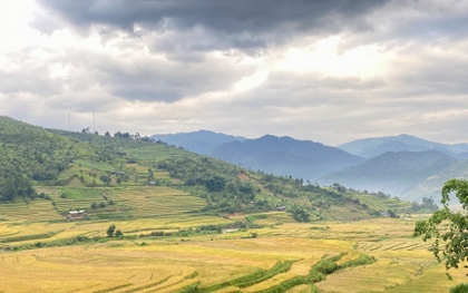 Mùa vàng mời gọi du khách tới “miền cổ tích” Ngọc Chiến