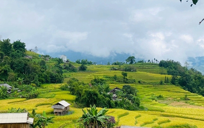 Ngắm nhìn mùa vàng rực rỡ ở vùng cao phía Bắc trong tháng 9