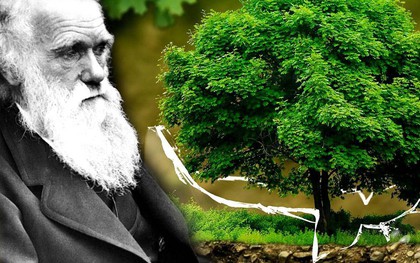 Thuyết tiến hóa do Darwin đề xuất có thực sự đáng tin?