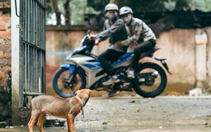 Bình Thuận: Khẩn trương điều tra một đối tượng trộm chó chết chưa rõ nguyên nhân