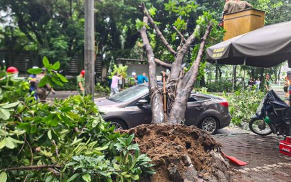 Cây xanh bật gốc, đè trúng xe ô tô con đang đỗ ngược chiều trên phố Hà Nội