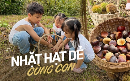 Mùa thu vào rừng thu hoạch hạt dẻ ở các địa điểm cách Hà Nội nhiều nhất 5 tiếng chạy xe