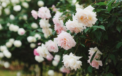 Trường đại học gây sốt với vườn hồng hàng trăm loại đẹp như cổ tích: Chỉ ngắm thôi cũng đã đầy cảm hứng học tập