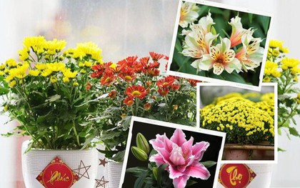 Cẩn thận các loại hoa trưng bày trong ngày Tết có thể gây dị ứng cho gia đình