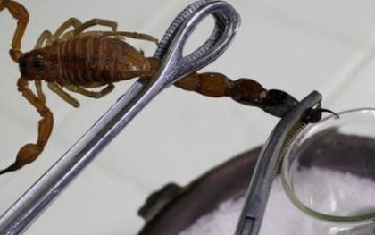 Tinh chất bọ cạp có trị được ung thư?