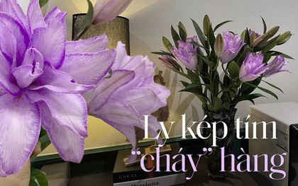 Loại hoa được chị em săn tìm hơn cả tuyết mai, lay ơn cho dịp Tết năm nay, cứ về là hết