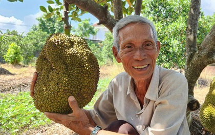 Lão nông ở Cần Thơ trồng giống mít "lạ", khách tranh mua