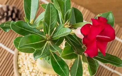 4 mẹo giúp hoa sứ nở rực rỡ, bông to đẹp