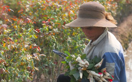 Nông dân làng hoa Mê Linh mất mùa 20/10, 'mót' từng bông hồng để bán