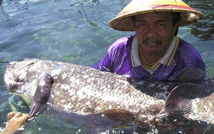 Bất ngờ tìm thấy loài cá cổ đại có từ trước thời khủng long: Thọ tới 100 tuổi, mang thai dài 5 năm