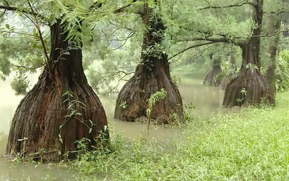 Báu vật của rừng: "Núi tiền" không mua nổi, cả thế giới chỉ 3 nước có, Việt Nam sở hữu gần 200 cây