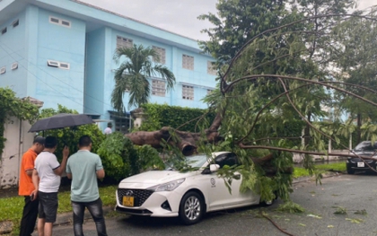 TP.HCM: Cây phượng trong sân trường bật gốc đè bẹp ô tô 5 chỗ