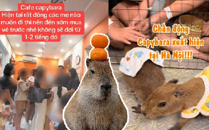 Capybara xuất hiện tại Hà Nội: Có người đi 3 lần mới được vào gặp "thần tượng", 25 phút vuốt ve quá ngắn ngủi so với số tiền bỏ ra?