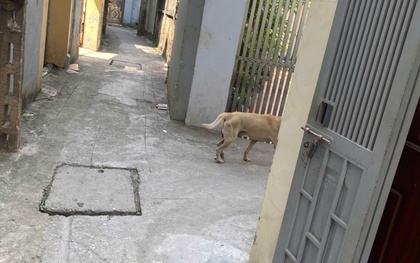 Hà Nội: Phản ánh chó thả rông phóng uế, người phụ nữ bị hàng xóm tỏ thái độ