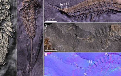 Phát hiện sinh vật lạ hóa thành vàng sau 450 triệu năm