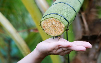 Những trái dừa "kỳ lạ" ở Trà Vinh và sự ra đời của loại đồ uống khiến khách Mỹ say mê