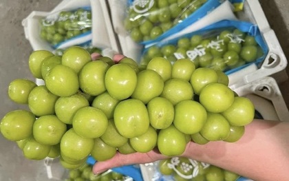 Chưa phát hiện nho sữa Trung Quốc tồn dư chất độc hại tại Việt Nam
