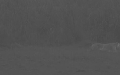 Loài vật quý hiếm bậc nhất hành tinh, cả thế giới chỉ có 30 cá thể