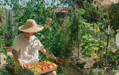 Cặp đôi chuyển từ nhà phố về ngoại ô vì yêu nghề nông, trồng khu vườn rau quả khiến dân mạng trầm trồ không ngớt