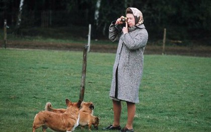 Nghĩa trang thú cưng đáng yêu của Nữ vương Elizabeth II: Nơi an nghỉ của những chú corgi trung thành