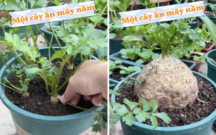 Cây cần tây "cổ thụ" có dáng bonsai khiến dân tình thích thú, có người trả giá tận 7 tỷ