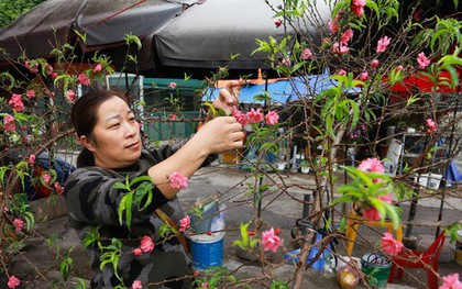 Đào, quất xuống phố mang không khí Tết đến sớm với người dân Thủ đô