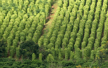 Một loại nông sản thế giới đang lên cơn khát nhưng Việt Nam sở hữu hơn 100.000 ha: Mỹ, Đức liên tục chốt đơn, nước ta là ông trùm xuất khẩu toàn cầu