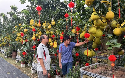 Loại quả từ Bắc vào được thắt nơ, vàng rực và thơm lừng cả con phố ở TPHCM