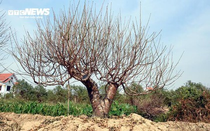Đào vẫn đang kỳ tuốt lá, khách đã chi hàng chục triệu đồng đặt thuê