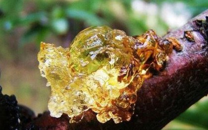 Thứ vô giá trị ở quê, có nơi quý như "thần dược", giá hơn nửa triệu đồng/kg