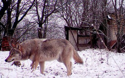 Tiết lộ về khả năng bất ngờ của sói Chernobyl