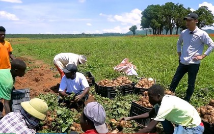 Nông trại Việt tại Angola bội thu đầu năm 3 loại rau củ người Trung Quốc thích mê, tranh nhau mua