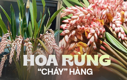 Loài hoa rừng tượng trưng cho sự đủ đầy, cứ dịp sau Tết là hút khách ầm ầm, dân buôn không cần đăng cũng hết