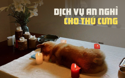 Dịch vụ an nghỉ cho thú cưng: Người trong nghề bần thần trước nhiều hình ảnh đau đớn, đứng trước mặt khách nhớ 1 điều tối kỵ!