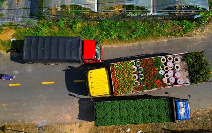 Làng hoa nổi tiếng Đà Nẵng hối hả dịp cuối năm, xe tải nối đuôi nhau "chở Tết" về phố thị