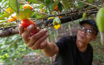 “Thủ phủ” nhót ở Hà Nội mất mùa, giá tăng dựng đứng