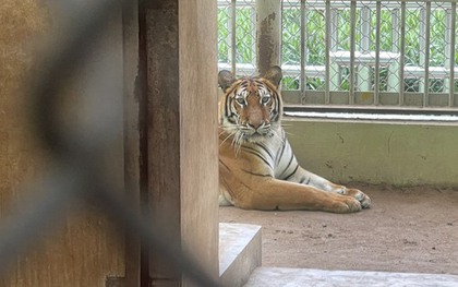 Ý kiến trái chiều về vấn đề nuôi nhốt động vật tại Vườn thú Hà Nội: Lãnh đạo Vườn thú nói gì?