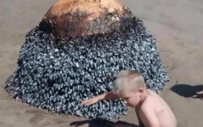 Cậu bé vô tình tìm thấy "hòn đá kỳ lạ" trên bãi biển, chuyên gia giật mình: Gia đình cậu đã đối mặt với tử thần!
