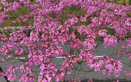 Mê hoặc với con đường hoa kèn hồng đang bung nở ở Hà Nội
