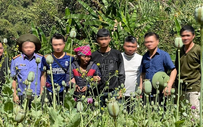Phát hiện người phụ nữ 67 tuổi trồng hơn 3.200 cây thuốc phiện