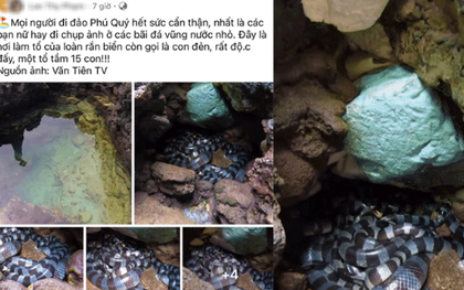 Chấn động hội mê du lịch đảo Phú Quý: Phát hiện ổ rắn độc 15 con ở bãi đá, sự thật là gì?