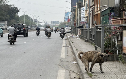 Phát hoảng vì chó không rọ mõm thả rông nơi công cộng ở Hà Nội