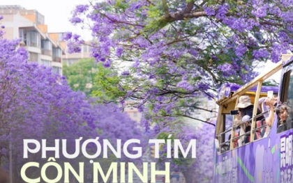 Phượng tím ở Côn Minh đã nở: Cả thành phố như chìm trong biển hoa mộng mơ, "tín đồ xê dịch" không thể bỏ qua dịp xuân hè