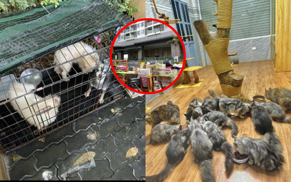 Từ vụ cô gái nuôi 19 chú chó bị đuổi khỏi chung cư: Hội yêu thú cưng cũng không bênh nổi