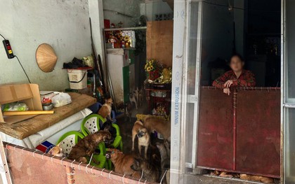 Dân quận 4 khổ sở vì hàng xóm nuôi gần 100 con chó: Phát khiếp vì mùi hôi nồng nặc!