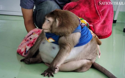 "Chú khỉ béo nhất thế giới" qua đời thương tâm khi mới 6 tuổi vì được khách du lịch yêu thương quá mức