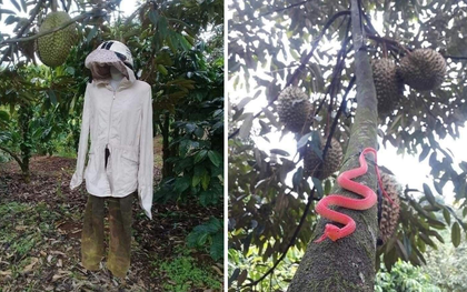 1001 cách người nông dân bảo vệ những trái sầu riêng khỏi kẻ trộm, "hú hồn" nhất là cảnh rắn bò