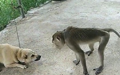 Đàn chó cắn chết khỉ vào xóm tấn công người dân