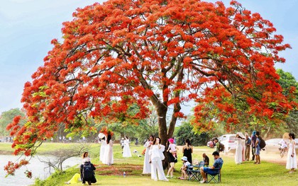 Cây phượng nở rực rỡ ở ngoại thành Hà Nội hút giới trẻ đến cắm trại "trốn nóng"